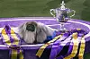 Wasabi, a Pekingese, rests on the winner's podium with its trophy and ribbons after winning Best in Show at the Westminster Kennel Club dog show, June 13, 2021, in Tarrytown, N.Y. [AP/YONHAP]