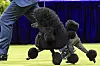 Sage, a miniature poodle, wins the best in show competition during the 148th Westminster Kennel Club Dog show on May 14, 2024, at the USTA Billie Jean King National Tennis Center in New York. [AP/YONHAP]