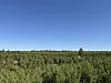 An artificial pine tree forest stretches to the horizon in Selenge Province in Mongolia on April 17. [LEE SOO-JUNG]