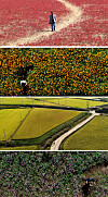 Autumn colors are starting to spread across the nation as seen on Thursday. From top to bottom; East Asian seepweed grows on Seokmo Island in Ganghwa County, Incheon; yellow cosmos can be seen near Wangsong Lake in Uiwang, Gyeonggi; a ripe rice paddy in Siheung, Gyeonggi; more cosmos in an ecological park in Siheung, Gyeonggi. [YONHAP]