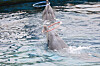 Dolphins perform during a show at Geoje Sea World in South Gyeongsang. [HOT PINK DOLPHINS]
