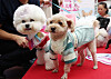 Dogs dressed in traditional Korean hanbok  strut down the runway at the “Puppy Hanbok Fashion Show” held at Mapo Pet Camping Ground, Sangam-dong, Mapo-gu, western Seoul on Sept. 28.[YONHAP]