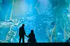 When Josee sees a beluga swimming towards them at the aquarium, she realizes that she needs to let Young-seok go. [WARNER BROS KOREA]