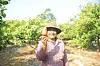 A local in Cambodia holding up a cashew apple accessory fruit, after cashew trees were planted to help reforest an area of a farming community. [KOREA FOREST SERVICE]