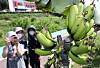As the sweltering heat continues across the country, bananas are found growing on a tree planted for landscaping at a riverbank in Wonju, Gangwon, on Thursday. [YONHAP]