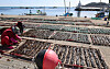 Workers lay out seaweed to dry in Gijang County, Busan, on Feb. 17. [YONHAP]