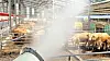 Cattle get doused with water to prevent heat exhaustion on Wednesday in Gwangju. [NEWS1]