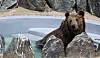 A brown bear cools off in a pond at an outdoor enclosure in Dalseong Park in Daegu on Wednesday. [YONHAP]