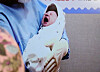 A baby born at the stroke of midnight last New Year's day at a hospital in Goyang, Gyeonggi. Korea's number of births continue to fall despite government attempts to encourage them. [YONHAP]