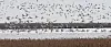 Migratory birds fly from Eulsukdo, a sandy island and a rare bird sanctuary near an urban area. The location is where the Nakdong River and the South Sea meet. [SONG BONG-GEUN]