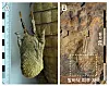 Skin impressions left on the footprint of the bipedal crocodile, right, being compared with a modern-day crocodile's skin pattern, left. [CHINJU NATIONAL UNIVERSITY OF EDUCATION]