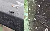 From left: A lovebug sits on a wooden fence at Bongsan Mountain in Eunpyeong District, Seoul, on Monday. Flies, including lovebugs, are captured on sticky traps wrapped around tree trunks. [JOONGANG ILBO]