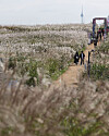 People visit Haneul Park in Mapo District, western Seoul, for this year’s Seoul Silver Grass Festival on Oct. 19. The festival, first held in 2002, runs through Oct. 24. [YONHAP]