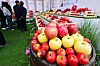 Apples are on display at the Gyeongbuk Apple Festival at Seoul Plaza in central Seoul on Monday. [YONHAP]