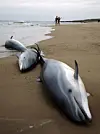 테스트