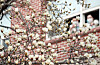White magnolia flowers, as a spring harbinger, bloom in the campus of Yeungjin College in Daegu on Thursday. [YONHAP]