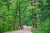 A trail lined by fir trees near Woljeong Temple in Mount Odae National Park in Pyeongchang County, Gangwon. [BAEK JONG-HYUN]