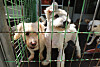 Abandoned dogs at a shelter in Namyangju, Gyeonggi, on April 25. [NEWS1]