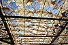 Freshly caught squid are laid out to dry in the sun in Gijang County, Busan, on Feb. 3. [YONHAP]