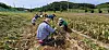 Local government officials harvest garlic from a 1,300-square-meter (nearly 14,000-square-feet) field in Wonbuk-myeon, Taean County, South Chungcheong on Thursday on behalf of elderly farmers.