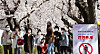 A notice at the entrance to a cherry-blossom-canopied street behind the National Assembly complex in Yeouido, western Seoul, on Tuesday, inform pedestrians that they are not allowed from April 2 to April 12. The off-limit notice is a social distancing measure.  [NEWS1]