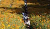 Tourists take photos against a backdrop of blooming yellow cosmos flowers at Olympic Park in Songpa District, southern Seoul, on Sunday as cooler autumn weather arrives. [NEWS1]
