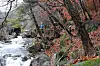 A visitor to Jukgye Gugok stands near the creek. [SOHN MIN-HO]