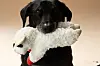 A dog with a Lamb Chop toy in New York, Dec. 3, 2024. Beloved by generations of children as a famous TV puppet, the plush lamb has now earned elite status among an unlikely fan base. (Tony Cenicola/The New York Times)