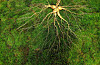 A piece of wild ginseng weighing 415 grams that a climber picked on a mountain range between the city of Suncheon and the county of Hwasun in South Jeolla in November last year. It is estimated to be worth more than 680 million won ($546,000). [YONHAP]