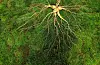 A piece of wild ginseng weighing 415 grams that a climber picked on a mountain range between the city of Suncheon and the county of Hwasun in South Jeolla in November last year. It is estimated to be worth more than 680 million won ($546,000). [YONHAP]