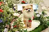 A dog wearing a cherry-shaped necklace poses for a photo at the K-Pet Fair held in Coex, southern Seoul, on July 21. [YONHAP]