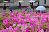 Spring rain cools down the early summer-like weather in Busan on Monday as people walk by azaleas in full bloom while holding their umbrellas. [SONG BONG-GEUN]
