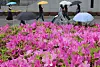 Light showers cool down Busan as end of spring approaches