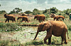 Elephants and ostriches spotted at the Nairobi National Park. The photo was provided by the Global Alliance of National Parks to the Embassy of Kenya in Seoul. [GLOBAL ALLIANCE OF NATIONAL PARKS]