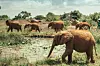 Elephants and ostriches spotted at the Nairobi National Park. The photo was provided by the Global Alliance of National Parks to the Embassy of Kenya in Seoul. [GLOBAL ALLIANCE OF NATIONAL PARKS]
