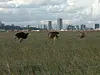 Ostrich spotted at the Nairobi National Park. The photo was provided by the Kenya Wildlife Service to the Embassy of Kenya in Seoul. [KENYA WILDLIFE SERVICE]