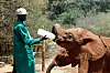 A keeper feeds an orphaned baby elephant with milk from a bottle during feeding time, at the David Sheldrick Wildlife Trust elephant orphanage near Nairobi on March 20, 2022. [REUTERS/YONHAP]