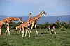 Photo taken on May 13, 2022, shows giraffes at Lake Nakuru National Park in Kenya. [XINHUA/YONHAP]