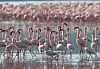 Photo taken on May 13, 2022, shows flamingos at the Lake Nakuru National Park in Kenya. [XINHUA/YONHAP]