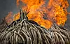 In this Sept. 4, 2017, file photo, pyres of ivory are set on fire in Nairobi National Park, Kenya. Kenya's president at the time, Uhuru Kenyatta, set fire to 105 tons of elephant ivory and more than 1 ton of rhino horn, believed to be the largest stockpile ever destroyed, in a dramatic statement against the trade in ivory and products from endangered species. [AP/YONHAP]