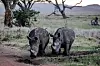 Two black rhinos graze before sunset in Lewa Conservancy, Kenya on May 9, 2022. [AFP/YONHAP]