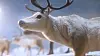 A reindeer is featured in the stop-motion animation film 'Mother Land' [KOREA ACADEMY OF FILM ARTS]