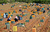 Farmers harvest sweet potatoes in a field in Nonsan, South Chungcheong, enjoying the clear autumn weather on Wednesday. [KIM SEONG-TAE]
