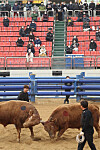 Two bulls lock horns in an arena in Cheongdo, North Gyeongsang, on Sunday. Cheongdo's bullfighting matches began on Saturday and will take place on Saturdays and Sundays throughout 2022. Only 20 percent of seats are allowed to be filled due to social distancing restrictions. Visitors need vaccine passes to gain entry. [NEWS1]