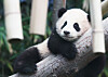 Baby panda Fubao, about five months old, lounges on a tree at Everland, Gyeonggi. She made her public debut on Monday after being born in July last year. [YONHAP]
