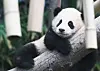 Baby panda Fubao, about five months old, lounges on a tree at Everland, Gyeonggi. She made her public debut on Monday after being born in July last year. [YONHAP]