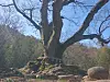 The 500-year-old zelkova tree in Gyeongsang Village, Damyang County in South Jeolla, is the spiritual tree that appeared in Hwa-rim's flashback. [KIM JAE-RYEON]