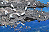 A flock of black-faced spoonbills, an endangered species that is designated as a natural monument by the Korea Heritage Service, is perched on coastal rocks filled with discarded nets and other abandoned fishing equipment at the migratory bird habitat in Hado-ri in Gujwa-eup on Jeju Island Monday. [YONHAP]