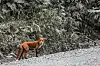 A fox is seen by a road in the Kamchatka Region in Russia on Sept. 2 in this photo unrelated to the story. [TASS/YONHAP]