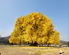 The Banggye-ri ginkgo tree in Wonju, Gangwon — designated as Natural Monument No. 167 and estimated to be 1,318 years old — shows off its peak yellow foliage on Nov. 13. Standing 32 meters (104 feet) tall with a trunk circumference of 16.27 meters, it is a well-known local landmark. [NEWS1]